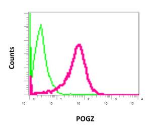Flow Cytometry (Intracellular) - Anti-POGZ antibody [EPR10612] (AB167408), expandable thumbnail