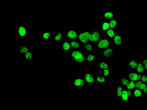 Immunocytochemistry/ Immunofluorescence - Anti-POGZ antibody [EPR10612] (ab167408), expandable thumbnail