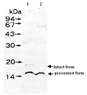 Western blot - Anti-Pol V antibody (AB91343), expandable thumbnail