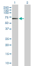 Western blot - Anti-POLA2 antibody (AB103591)