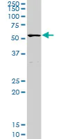 Western blot - Anti-POLA2 antibody (AB103591)
