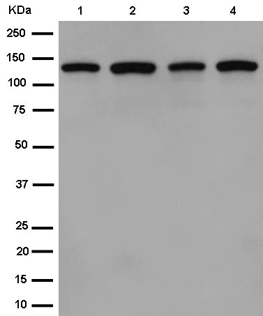 Western blot - Anti-POLD1 antibody [EPR15118] (AB186407)