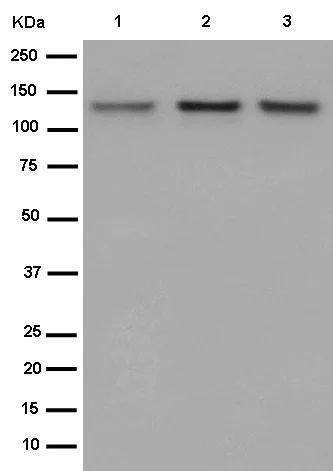 Western blot - Anti-POLD1 antibody [EPR15118] (AB186407)