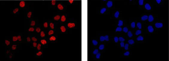 Immunocytochemistry/ Immunofluorescence - Anti-POLD1 antibody [EPR15118] - BSA and Azide free (AB240300)