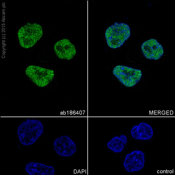 Immunocytochemistry/ Immunofluorescence - Anti-POLD1 antibody [EPR15118] - BSA and Azide free (AB240300)