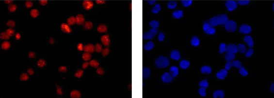 Immunocytochemistry/ Immunofluorescence - Anti-POLD1 antibody [EPR15118] - BSA and Azide free (AB240300)