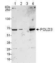 Western blot - Anti-POLD3 antibody (AB74307)