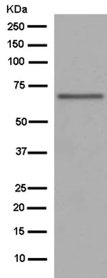 Western blot - Anti-POLD3 antibody [EP9480] (AB182564)