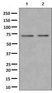 Western blot - Anti-POLD3 antibody [EPR9481] - BSA and Azide free (AB248798), expandable thumbnail