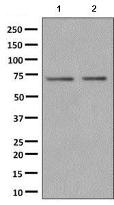 Western blot - Anti-POLD3 antibody [EPR9481] - BSA and Azide free (AB248798)