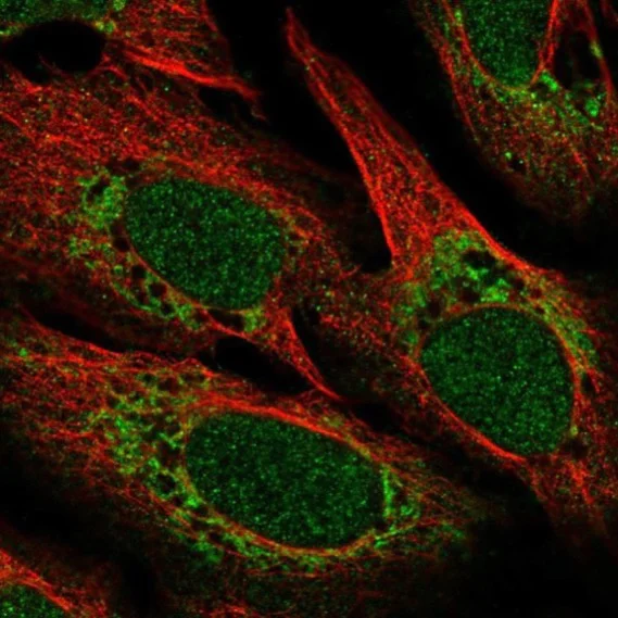 Immunocytochemistry/ Immunofluorescence - Anti-POLD4 antibody (AB221883)