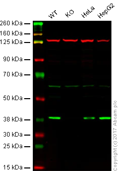 Western blot - Anti-POLDIP2 antibody (AB68663)