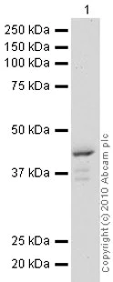 Western blot - Anti-POLDIP2 antibody (AB68663)