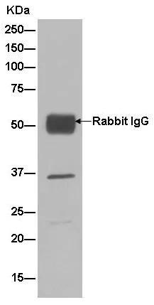 Immunoprecipitation - Anti-POLDIP2 antibody [EPR13832] (AB181841)