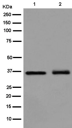 Western blot - Anti-POLDIP2 antibody [EPR13832] (AB181841)