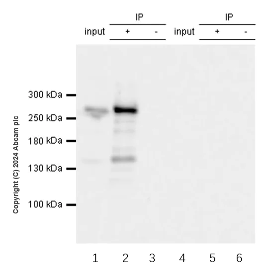 Immunoprecipitation - Anti-POLE antibody [EPR28639-64] (AB318968)