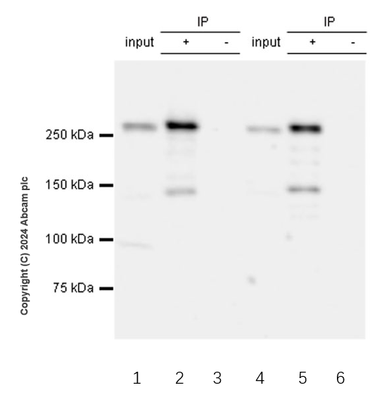 Immunoprecipitation - Anti-POLE antibody [EPR28639-64] (AB318968), expandable thumbnail