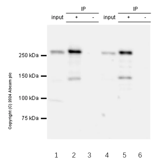Immunoprecipitation - Anti-POLE antibody [EPR28639-64] (AB318968)
