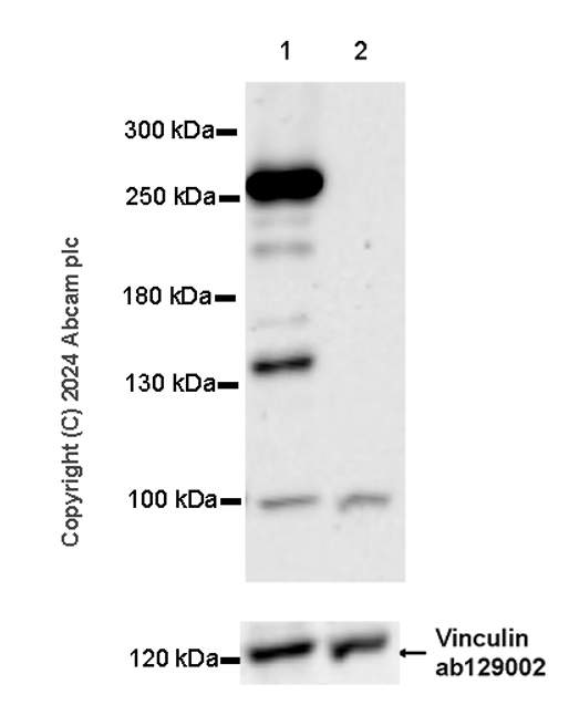 Western blot - Anti-POLE antibody [EPR28639-64] (ab318968), expandable thumbnail