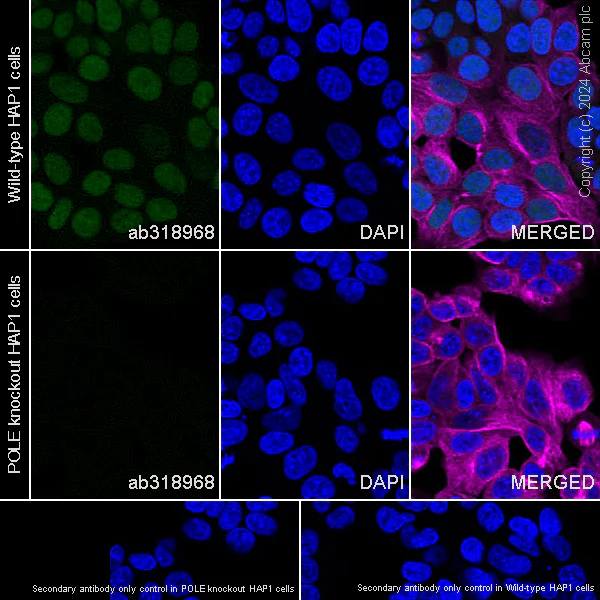 Immunocytochemistry/ Immunofluorescence - Anti-POLE antibody [EPR28639-64] - BSA and Azide free (AB318969)