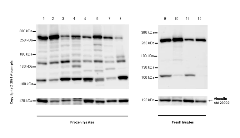 Western blot - Anti-POLE antibody [EPR28639-64] - BSA and Azide free (AB318969)