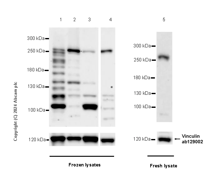 Western blot - Anti-POLE antibody [EPR28639-64] - BSA and Azide free (AB318969)