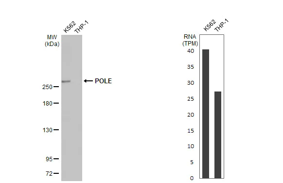 Western blot - Anti-POLE antibody [HL2150] (AB317145)