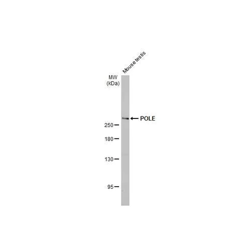 Western blot - Anti-POLE antibody [HL2150] (AB317145)