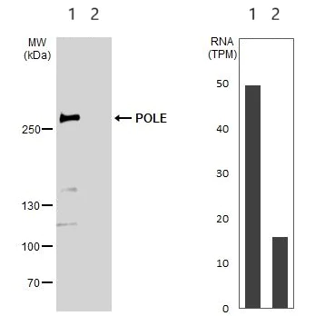 Western blot - Anti-POLE antibody - N-terminal (AB226848)