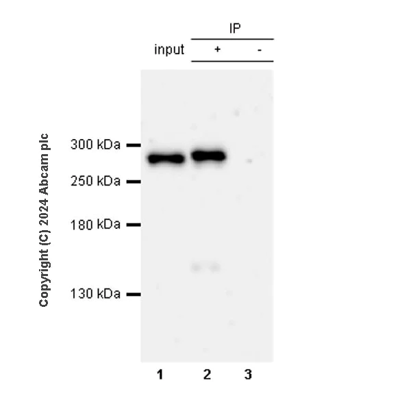 Immunoprecipitation - Anti-POLE (mutated P286R) antibody [EPR28640-56] (AB318136)