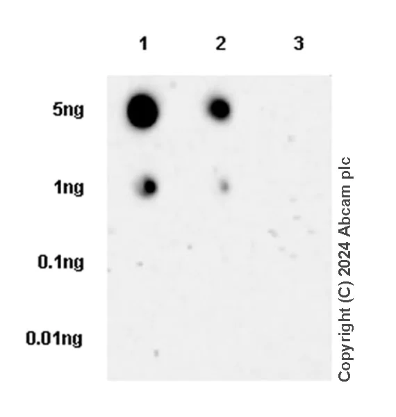 Dot Blot - Anti-POLE (mutated P286R) antibody [EPR28640-56] - BSA and Azide free (AB318137)