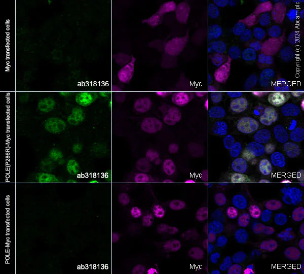 Immunocytochemistry/ Immunofluorescence - Anti-POLE (mutated P286R) antibody [EPR28640-56] - BSA and Azide free (AB318137)
