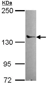 Western blot - Anti-POLG antibody (AB154310)