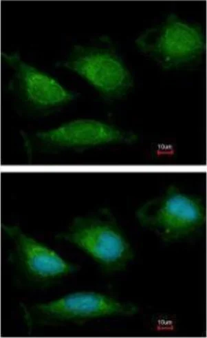 Immunocytochemistry/ Immunofluorescence - Anti-POLG antibody (AB97661)