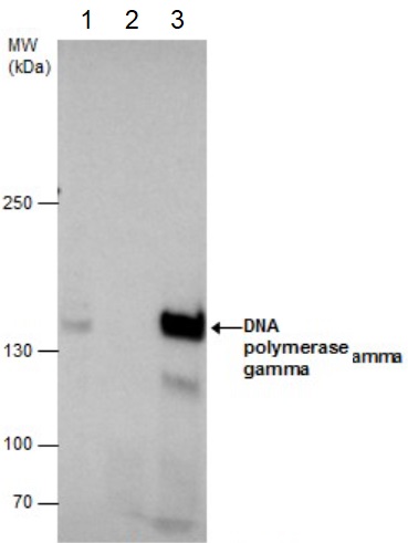 Immunoprecipitation - Anti-POLG antibody (AB97661), expandable thumbnail