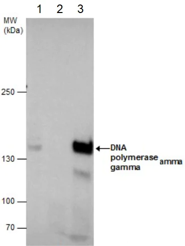 Immunoprecipitation - Anti-POLG antibody (AB97661)