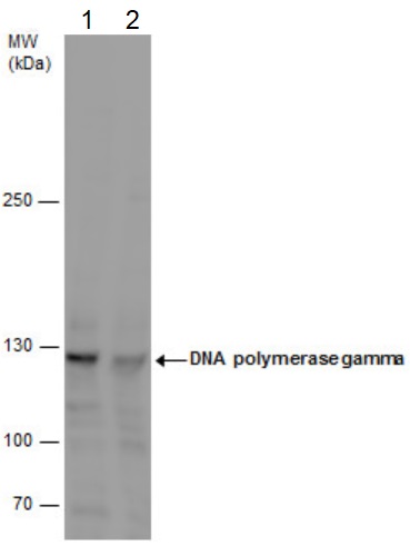 Western blot - Anti-POLG antibody (AB97661), expandable thumbnail
