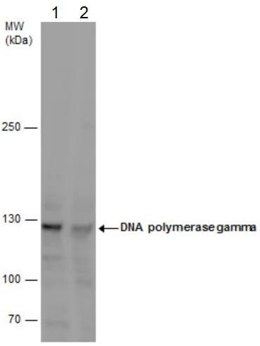 Western blot - Anti-POLG antibody (AB97661)