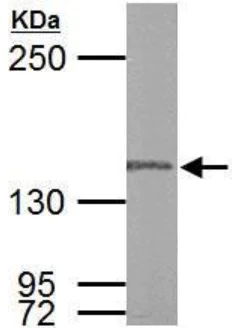 Western blot - Anti-POLG antibody (AB97661)