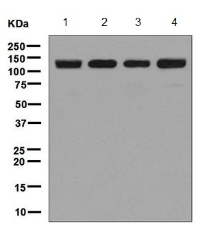 Western blot - Anti-POLG antibody [EPR7295] - BSA and Azide free (AB248192), expandable thumbnail