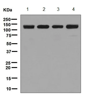 Western blot - Anti-POLG antibody [EPR7295] - BSA and Azide free (AB248192)