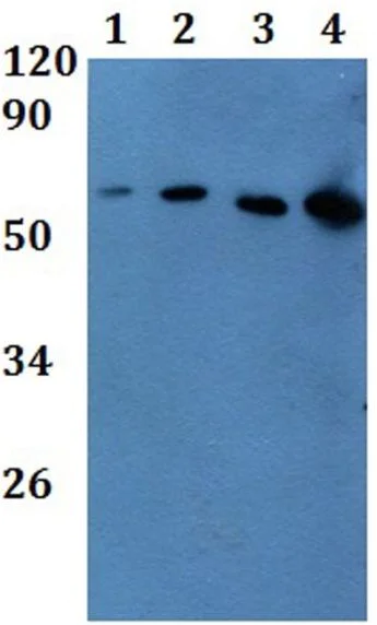 Western blot - Anti-POLG2 antibody (AB201100)