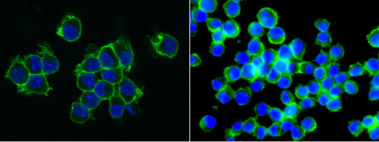 Immunocytochemistry - Anti-Poliovirus Receptor/PVR antibody [305] - BSA and Azide free (AB277138)