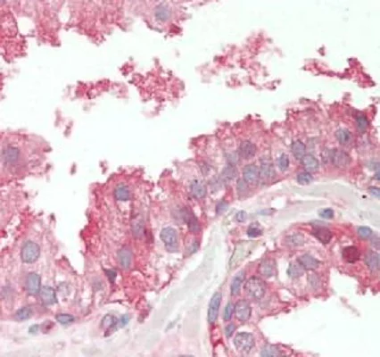 Immunohistochemistry (Formalin/PFA-fixed paraffin-embedded sections) - Anti-Poliovirus Receptor/PVR antibody (AB230338)
