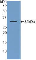 Western blot - Anti-Poliovirus Receptor/PVR antibody (AB233102)