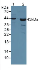 Western blot - Anti-Poliovirus Receptor/PVR antibody (AB233102)