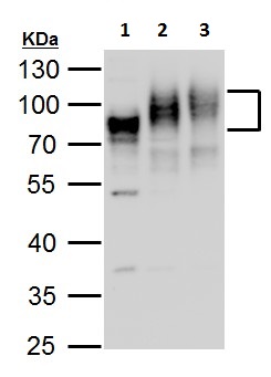 Western blot - Anti-Poliovirus Receptor/PVR antibody - C-terminal (AB229553), expandable thumbnail