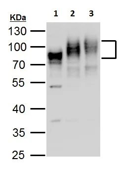 Western blot - Anti-Poliovirus Receptor/PVR antibody - C-terminal (AB229553)