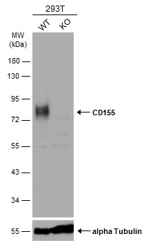 Western blot - Anti-Poliovirus Receptor/PVR antibody - C-terminal (AB229553), expandable thumbnail