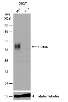 Western blot - Anti-Poliovirus Receptor/PVR antibody - C-terminal (AB229553)